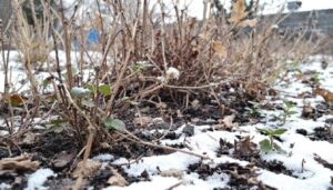Wenn der Schnee weg ist: Die 3 wichtigsten Gartenarbeiten im Januar